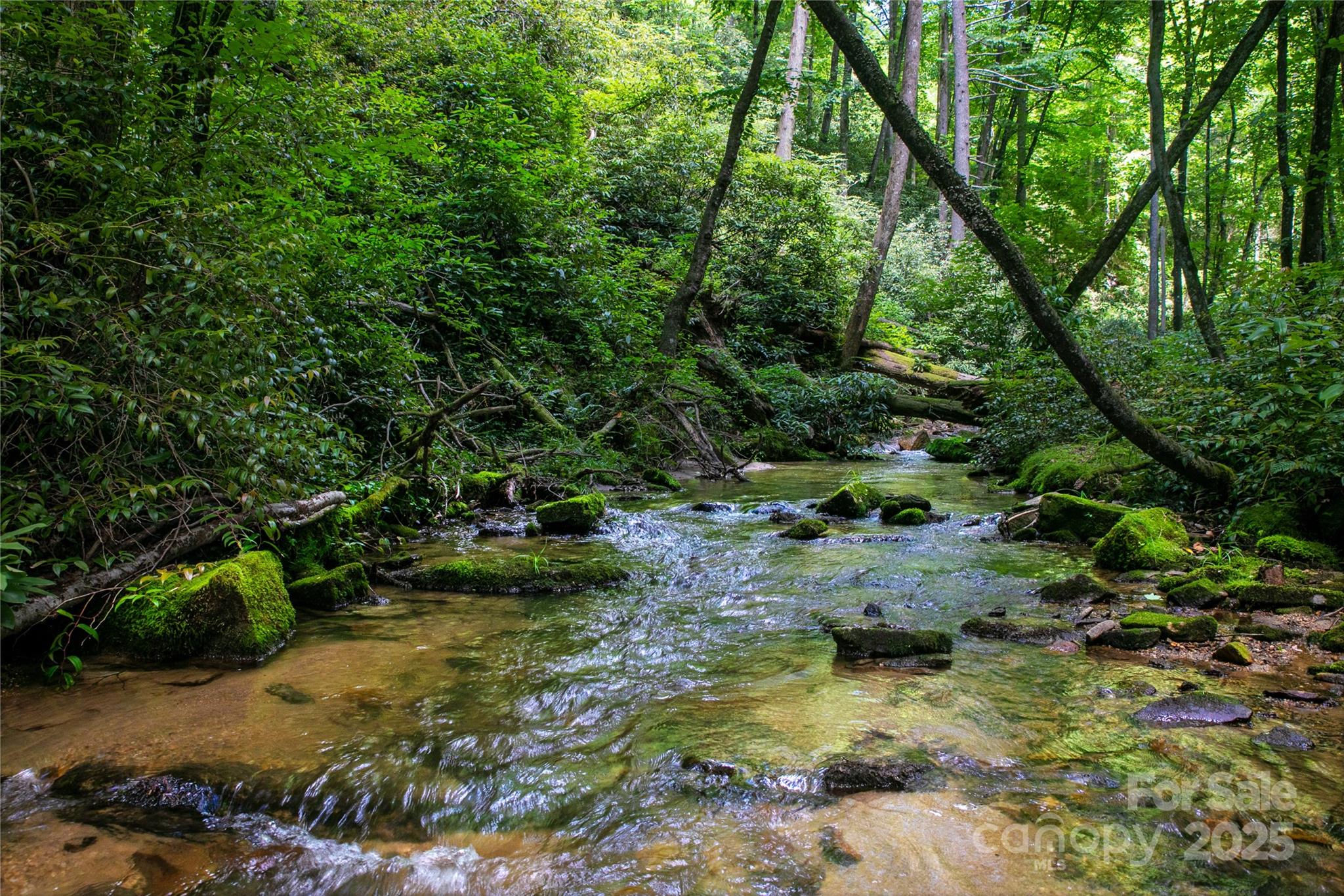 Creek through mossy forest