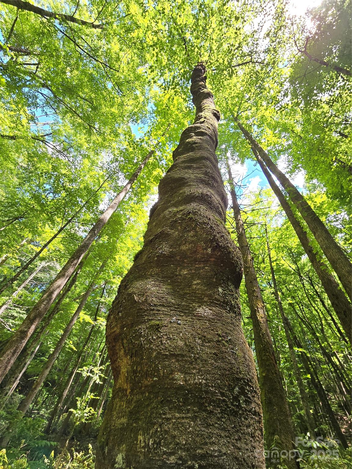 Old-growth tree canopy