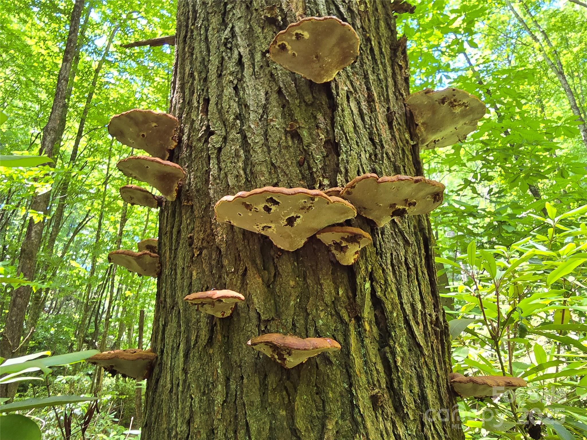 Forest fungi on old-growth trunk